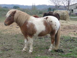  Las shetlands de los Eperon Laurentais 